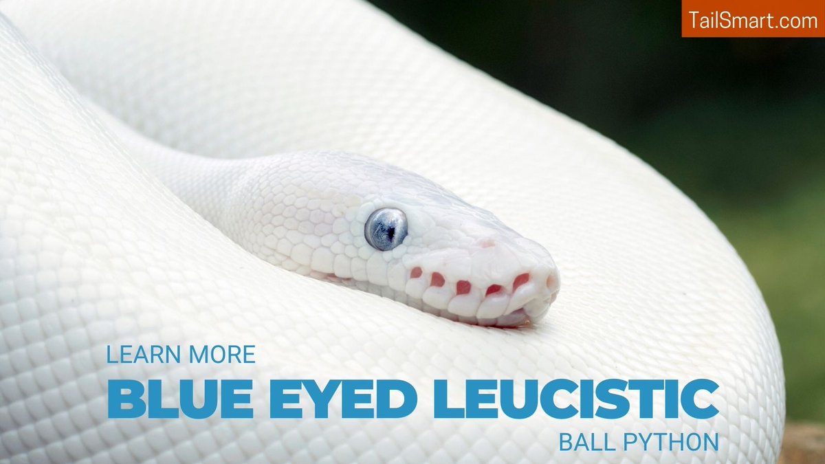 tailsmart's tweet photo. Blue Eyed Leucistic (BEL) Ball Python. Learn more!
#snakes #snake #ballpython 

https://t.co/GRJfhCSGcS https://t.co/qTAnTode3n
