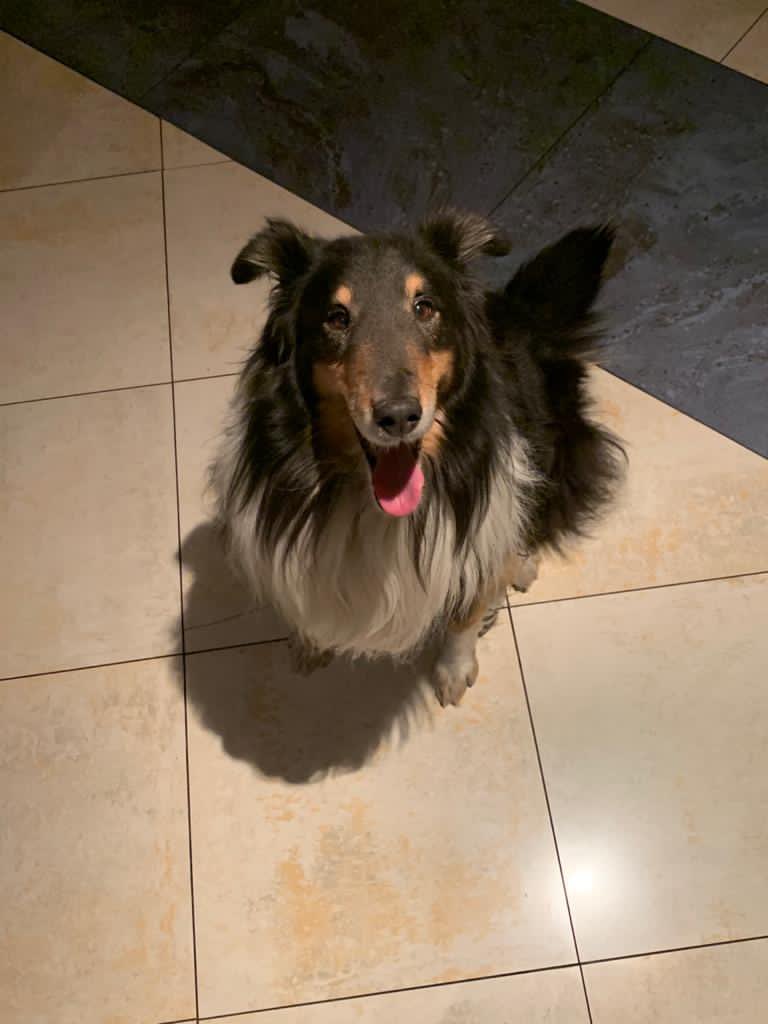 sof_tisk's tweet photo. Amigos encontre este perrito en la calle de Agua en J. Del Pedregal me ayudan a darle RT @AlcaldiaAO @Alcaldia_Coy @perroscalle @PrrosPerdidosMX https://t.co/4aTmhzXMTY