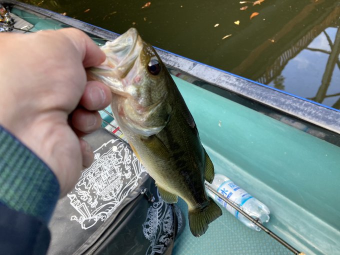 Hebinumaさん の人気ツイート 1 Whotwi グラフィカルtwitter分析