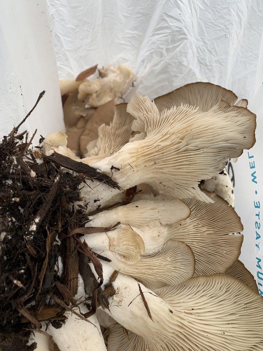 Jfreeeze's tweet photo. I went out to find mushrooms today and found them.
I also told myself I wouldn’t go home until I found them.
Reply what I should make with them
#shrooms #mushrooms #vegan #vegetarian #vegetables #foraged #found #underground #leftoverchef #mycology #oystermushrooms #yum #nj https://t.co/2kEIqMz8nD