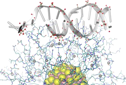 angew_chem's tweet photo. A Gold Nanoparticle Nanonuclease Relying on a Zn(II) Mononuclear Complex (Scrimin) https://t.co/RQ3qzbOZUf https://t.co/bQbn497e1k