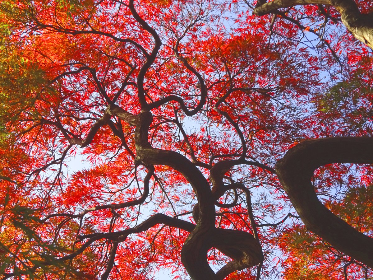 新宿御苑 自然情報 秋色に染まる園内 人気のカエデの中でも早めに色づくのが ギザギザの葉っぱが特徴的なタムケヤマ 手向山 です 今はちょうど紅葉が進行中で 赤 オレンジ 緑のグラデーションの装いです 葉色の美しさもさることながら 枝のうねり