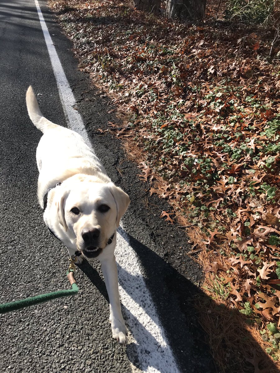SarahWheble's tweet photo. Lucy and I are speed walking our kilometers for @NexthinkNews Across the Globe. Every kilometer = $1 for @resilientcoders ! #RunwithNexthink #Nexthinker https://t.co/nlW4EMZo2C