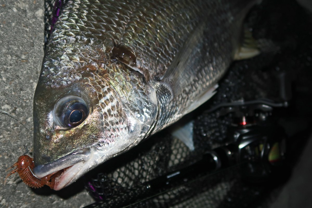 もりぞー様 もりぞー (@morizodesse) / Posts / X