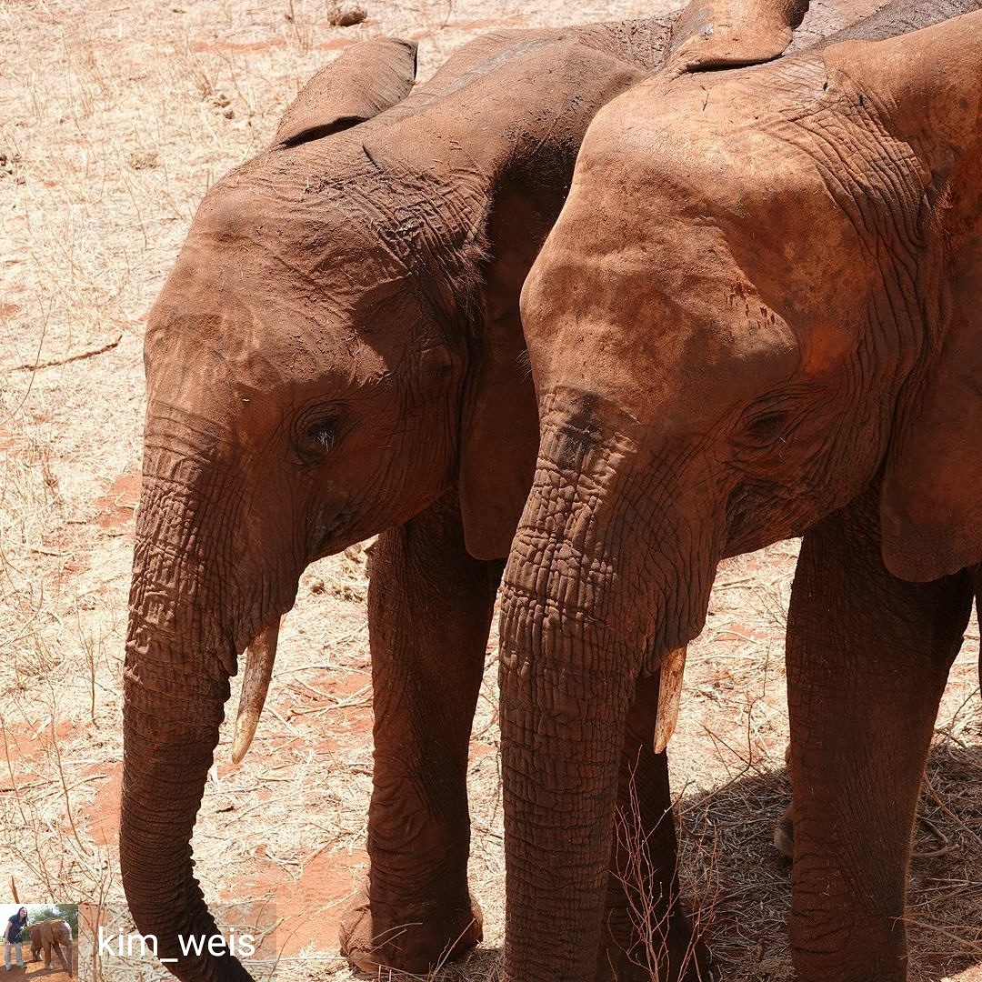 dswtparents's tweet photo. Rescued orphans #Murit &amp; #Mbegu have come so far. Both were  rescued very young as small calves.  Great to see them thriving at voi thanks to @SheldrickTrust and their keepers.  #sheldrickwildlifetrust  #voi
・・・
📸 credit: (IG user) @ kim_weis
🐘🌱🌍 https://t.co/lunv3z8CTx