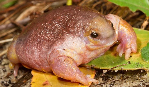 Under the Rug tweet media