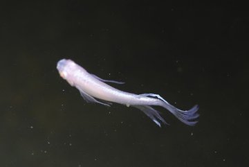 ミズミミズに害はあるの ミズミミズを食べるメダカや生体 駆除の方法は メダカの飼育 飼い方を知ろう アクアリウムなら大分めだか日和