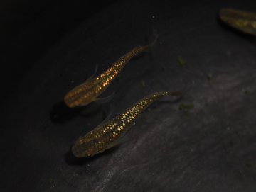 ミズミミズに害はあるの ミズミミズを食べるメダカや生体 駆除の方法は メダカの飼育 飼い方を知ろう アクアリウムなら大分めだか日和