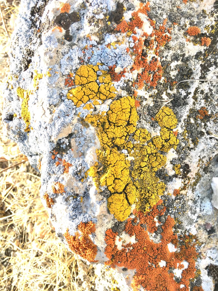 justineldees's tweet photo. These yellow and orange lichens are just 😍 https://t.co/Cl3Qa5AqT0