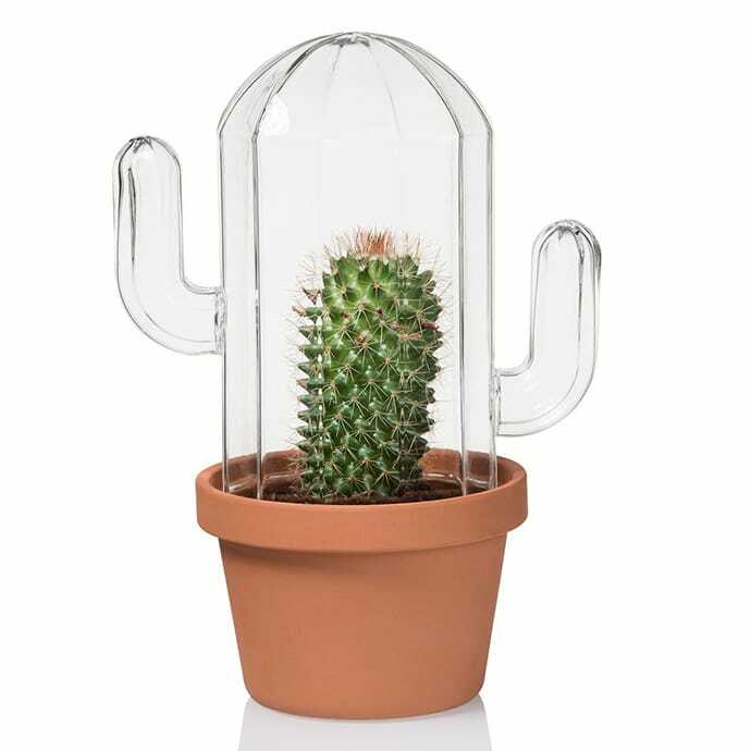 matomeno's tweet photo. [ブログ更新] サボテンの温室。Saguaro Cactus Terrarium https://t.co/pdyRL0hVWR https://t.co/sddZJlvjB6