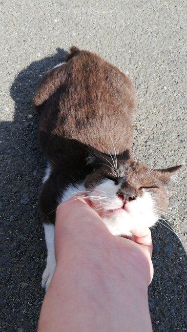 ゴロゴロいいよる… 