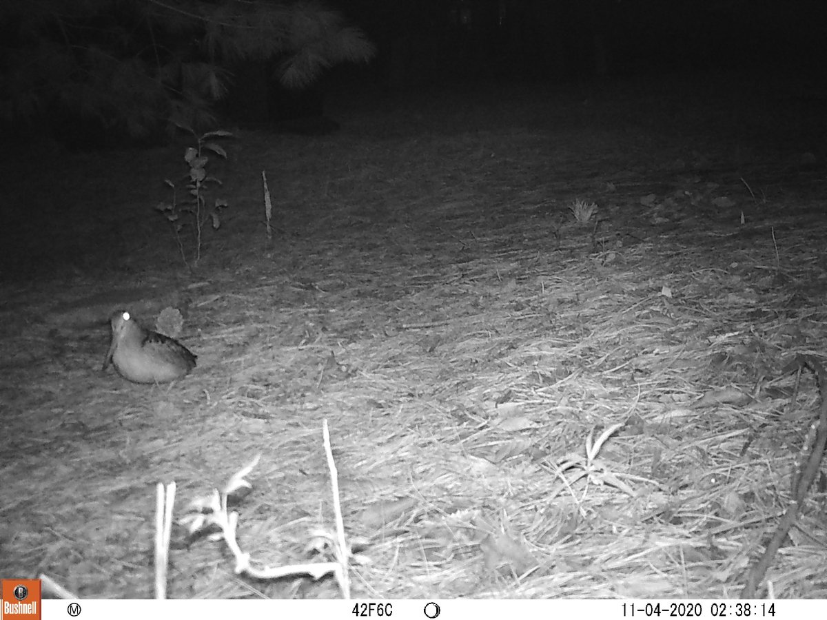 MeLlamoRooster's tweet photo. Another solid bird capture. Fall camera trapping season is for the birds! #urbanwildlife #dcnature #dcbirds #wilddc https://t.co/xazEtSQh66