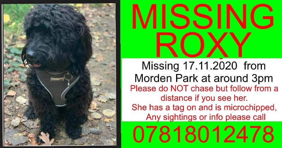 dog_sutton's tweet photo. Keep your eyes peeled for little Roxy.
She will be so scared and confused.
Just 10 months old, and missing in a huge park since 3pm on the 17th November.
Any sightings please contact owner #doglost #findRoxy #lowermodern #mordenpark #Merton #mertoncouncil #SM4 https://t.co/ENWLmWRazj