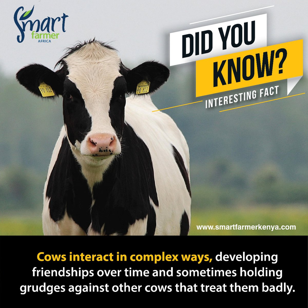 Interesting cow facts