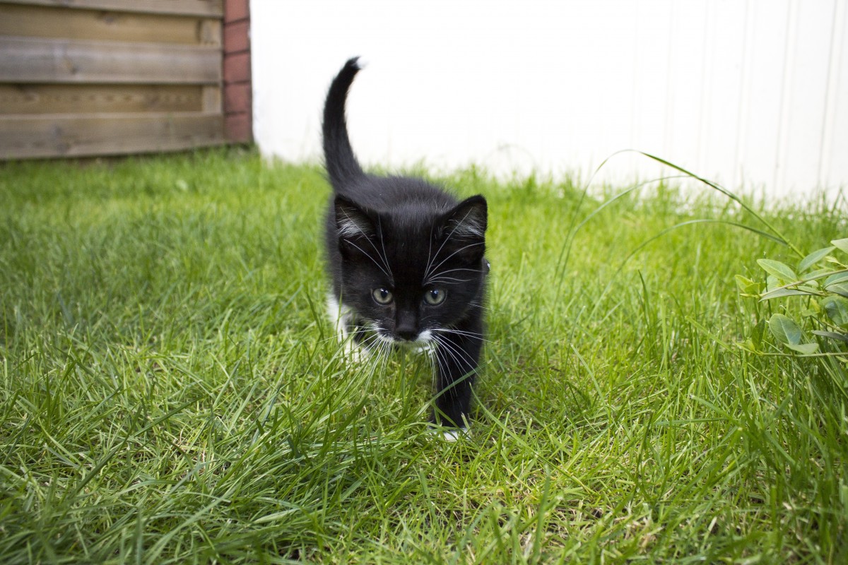 Speciale_CD's tweet photo. #catsforkids https://t.co/RM2KRqWN4A