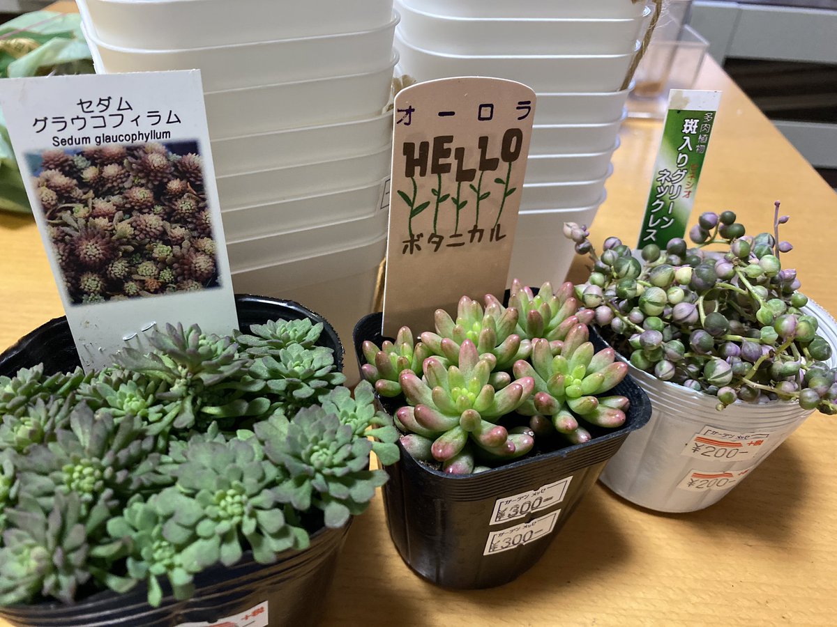 双子のバナナ No 11 グラウコフィラムかわい