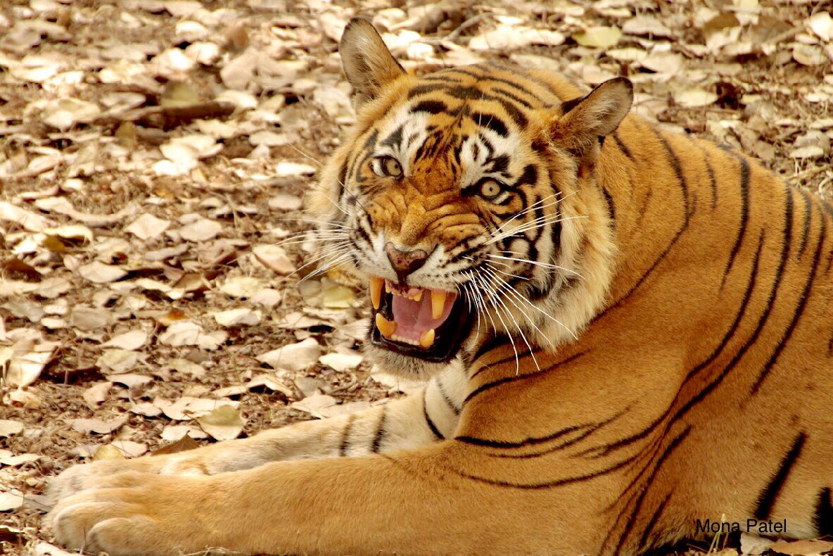 MonaPatelT's tweet photo. Did u know on this Day.. 18nov,1972
I became the National animal of India - ๐
๐ฎ๐ณ #indiAves #indiwild @my_rajasthan #Ranthambore #IncredibleIndia @IndiAves https://t.co/7HxxDTIyCN