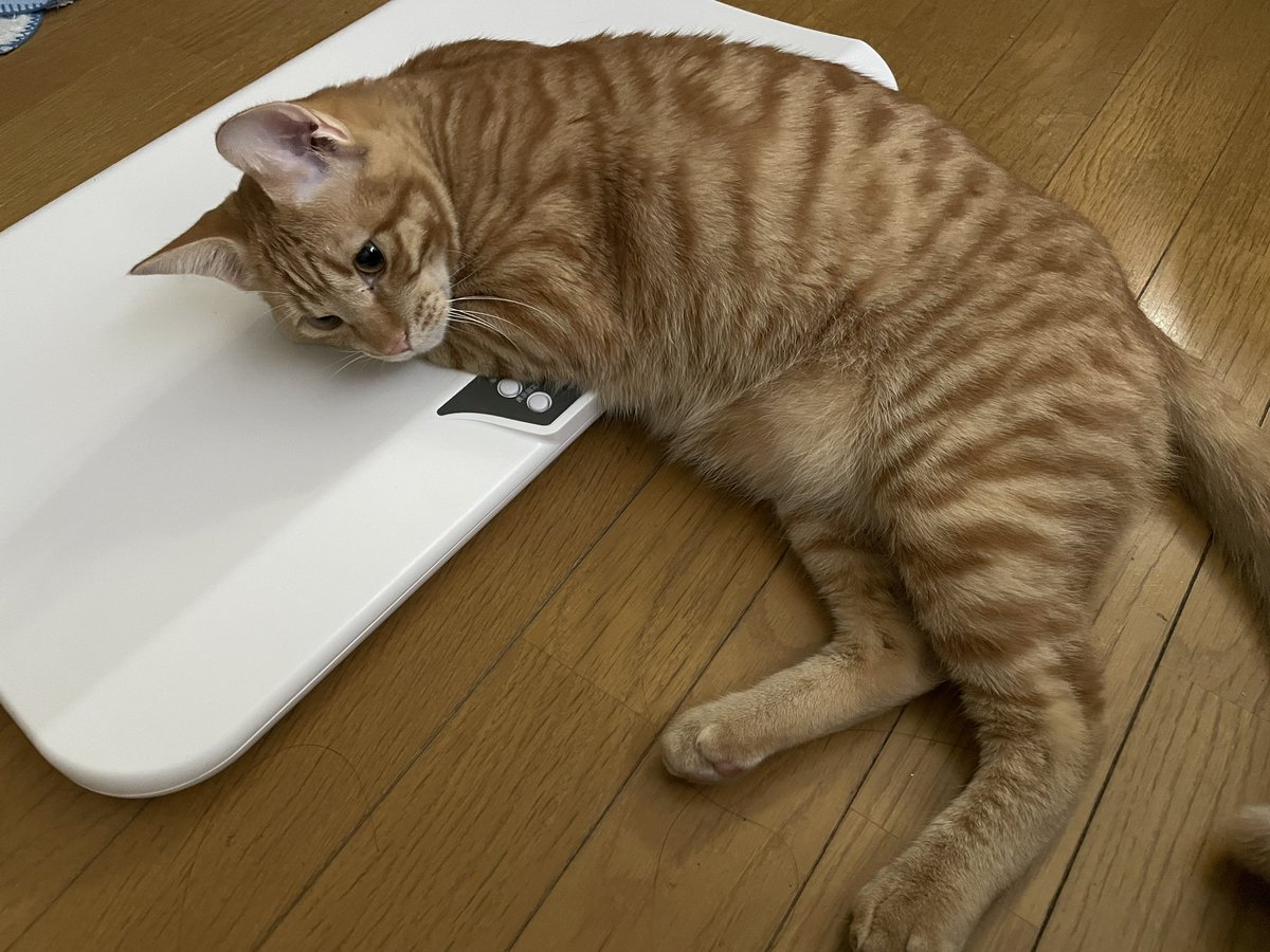かわいいまめ 体重の表示を隠すまめです ぽっちゃりでもおやつ減らさないから見せてください 猫 Cat 子猫 保護猫 茶トラ 生後6ヶ月半