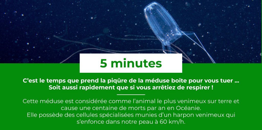 [ LE SAVIEZ-VOUS ? #20 ]
La méduse boîte est l’animal le plus venimeux sur terre. Seulement 2 mg de venin suffisent pour tuer un homme, mais surtout le venin agit sur le système nerveux et peut provoquer un arrêt cardiaque en 2 à 5 minutes!

#nature #biodiversité #ocean