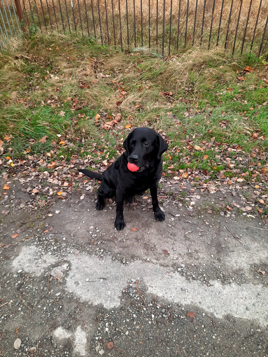 jackiefromaccy's tweet photo. #notplanted what a dog https://t.co/KOyMRSmJV2