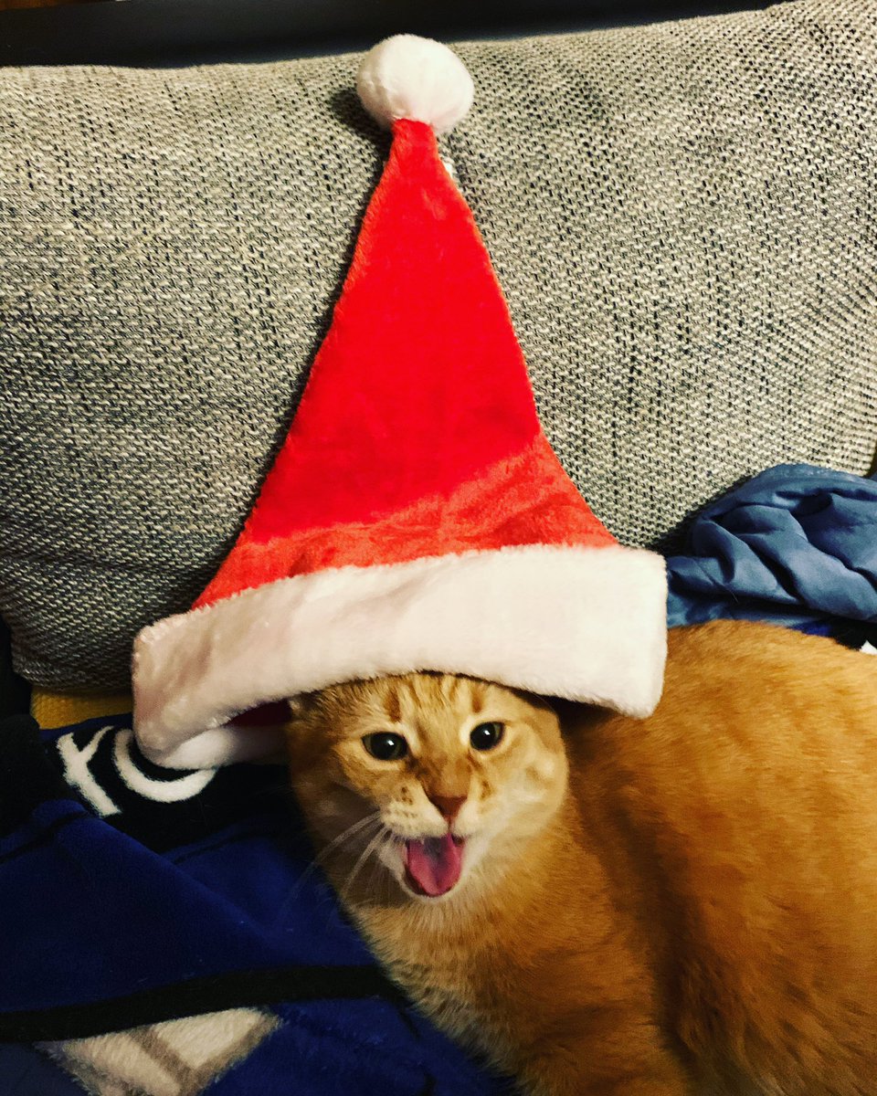 NERDtiwii's tweet photo. Waaas?!😳Schon bald wieder Weihnachten🎄?? An mir solls nicht liegen, ich bin bereit🚀😻, yeah, yeah yeah!! Wie Frank Sinstra schon sang: „Cat‘s life“! @NERDtiwii #catslife #catinthehat #nerdathisbest #christmascat #alienagogo #presentcat #hohoho #nerdathisnest https://t.co/zGGw6EX46D