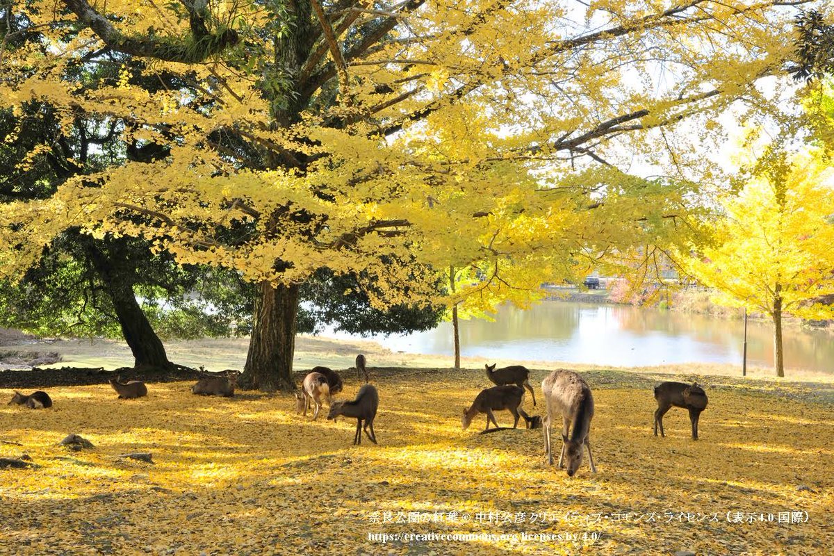 Web_Japan's tweet photo. The #NaraDeer (#奈良の鹿) in #NaraPark, Nara Pref. has been designated as a Natural Treasure. Now is the best time to see #fallfoliage at the park where you can enjoy the deer and a yellow carpet of #ginkgo.
#VirtualTripToJapan #DreamNowTravelLater #BucketList
@MofaJapan_ITPR https://t.co/BGD6NPfPuF