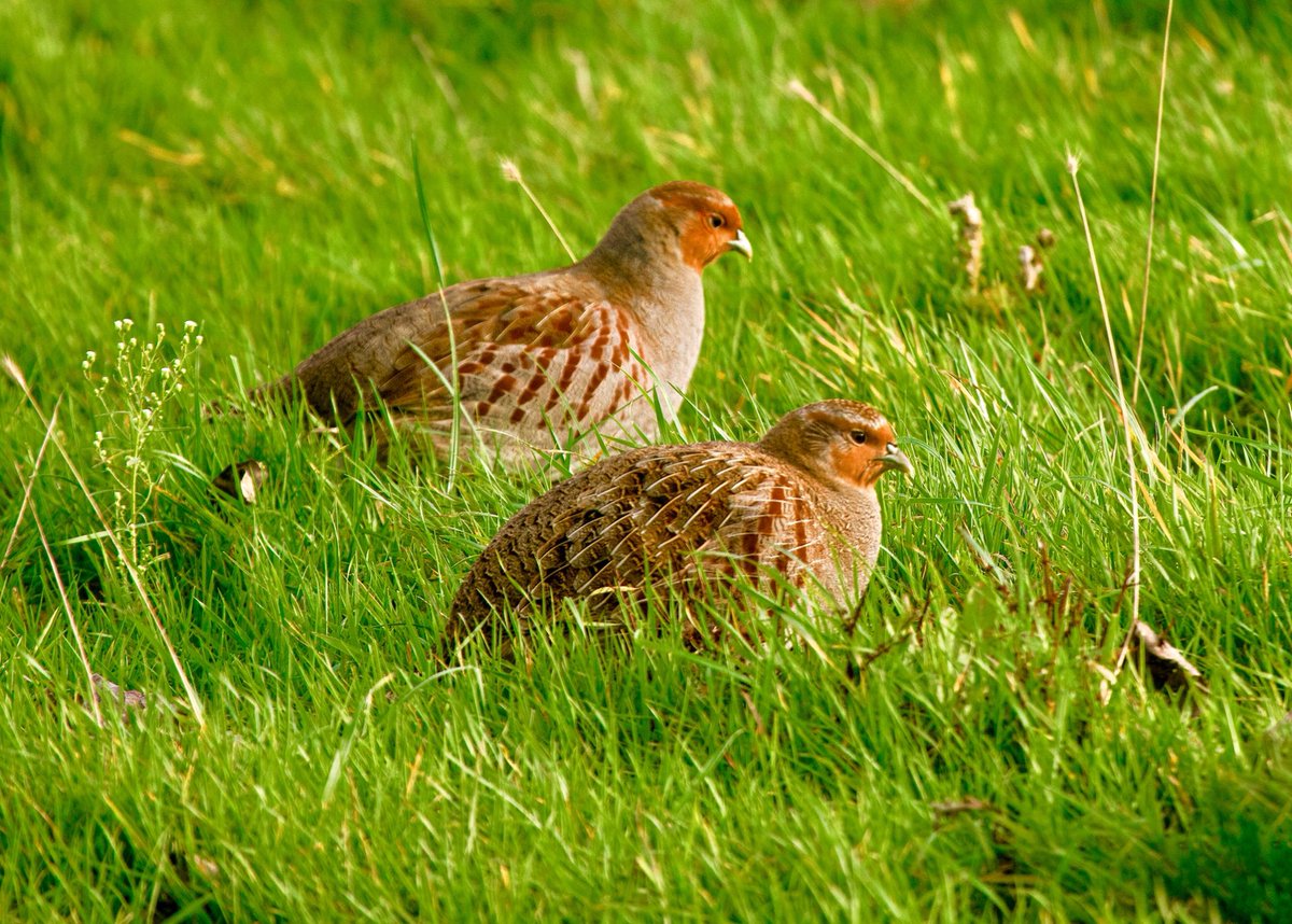 sleepyman347's tweet photo. #wildlife #naturephotography - Just two of a group of seven Grey Partridge at #Holkham #Norfolk on   Monday. Stay safe. https://t.co/FrLlTGCdGh