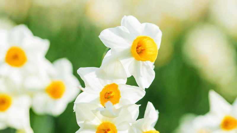 暦生活 こよみせいかつ スイセンは雪の中でも咲くことから 雪中花 せっちゅうか とも呼ばれ 日本ではお正月の花としても重宝されています 香り高く その別名からも 昔から多くの人に愛されてきました 金盞香 きんせんかさく T