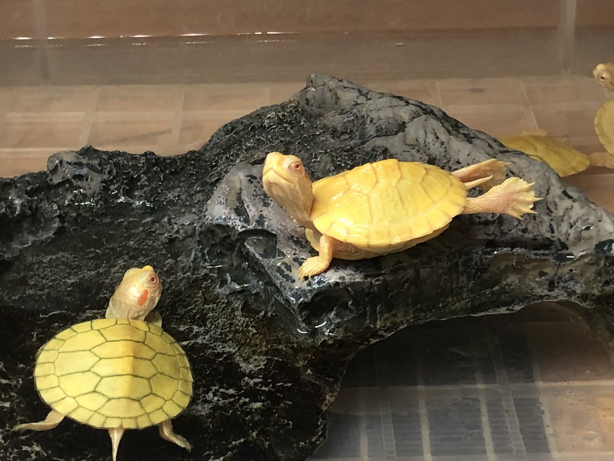アルビノミドリガメ アルビノミドリガメ