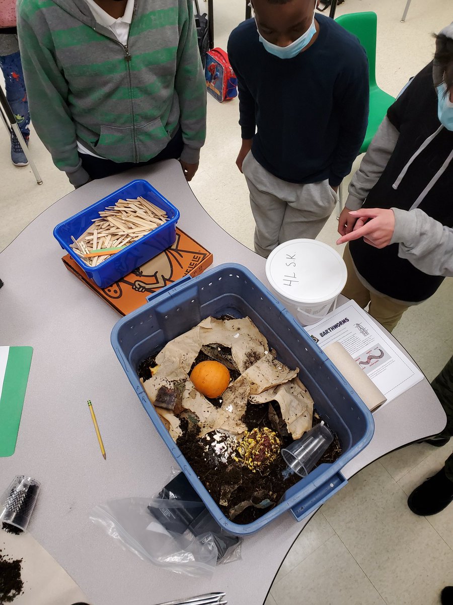 2bMysterE's tweet photo. Observing our vermi composting worms. Investigating what types of food they prefer to eat. Infographics coming soon... @marionLRSD https://t.co/SolAzVlN8P