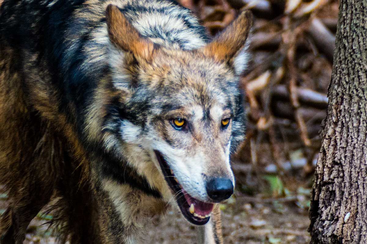 mexdesconocido's tweet photo. Un gran logro para la naturaleza de nuestro país: el Lobo mexicano sale de la lista de especies extintas. https://t.co/bMOyMYzKnE https://t.co/MdVB9qxbGC