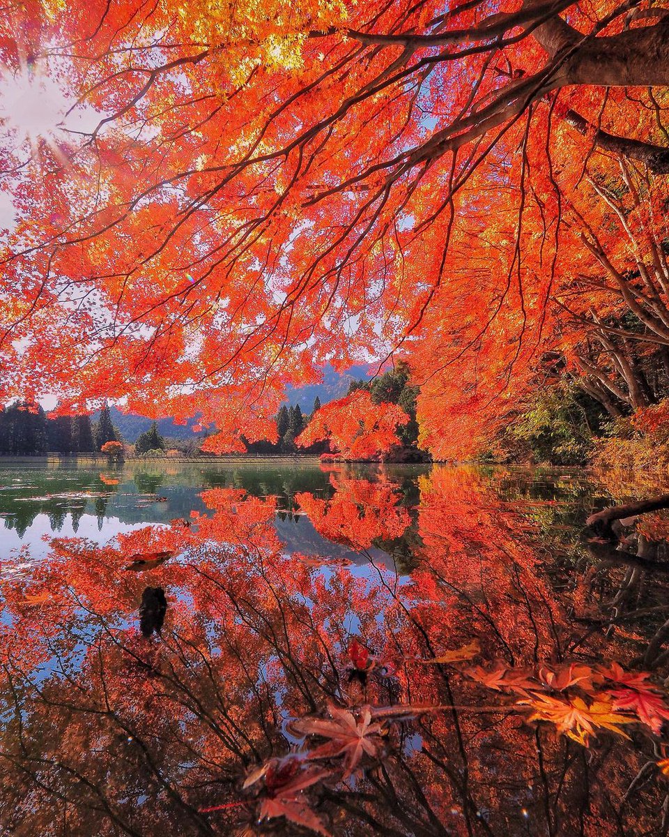 AestheticsJapan's tweet photo. Autumn in Japan
📸 - https://t.co/7gHisfwkdX https://t.co/llmFa3fSmJ