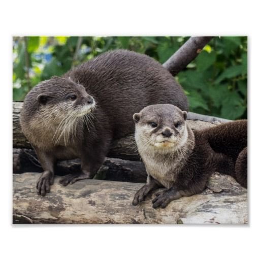 OtterlyAmazing1's tweet photo. Tag your best friend in the comments!

#OtterlyAmazing #bestfriends #animals #otterlover

Follow us on Social Media!
Facebook: Otterly Amazing
Instagram: otterlyamazing_
Twitter: @OtterlyAmazing1 
Snapchat: otterlya2020 https://t.co/1tNWE0yC3z