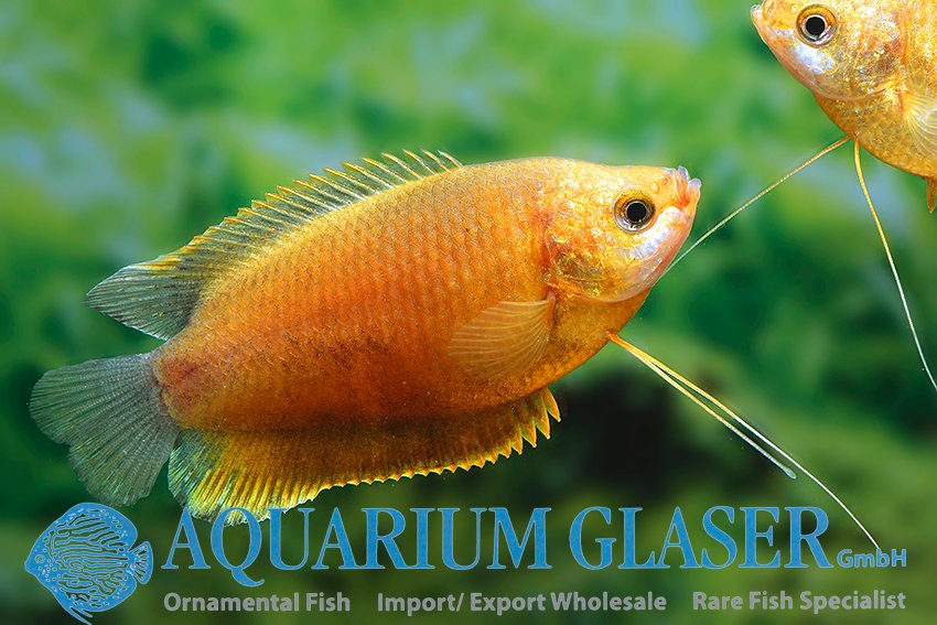 aquariumglaser's tweet photo. #colisa #labiosa #orange
find more details and pics @ https://t.co/kgExUnuDLM https://t.co/f2wbpXiNVk