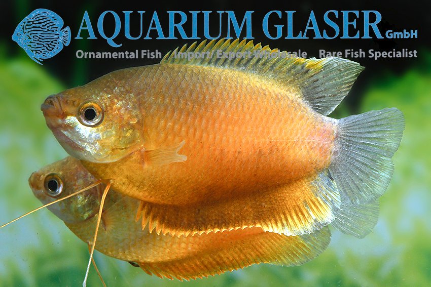 aquariumglaser's tweet photo. #colisa #labiosa #orange
find more details and pics @ https://t.co/kgExUnuDLM https://t.co/f2wbpXiNVk