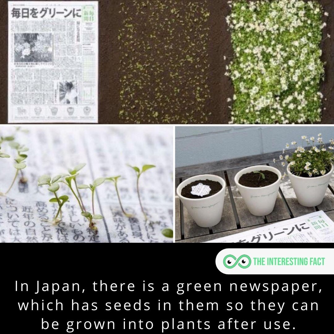 In Japan, there is a green newspaper, which has seeds in them so they can be grown into plants after use.

#facts #factsoflife #fact #didyouknow #allfacts #mysteriousfacts #factz #factzoflife #interestingfacts #knowledgeispower #wtffacts