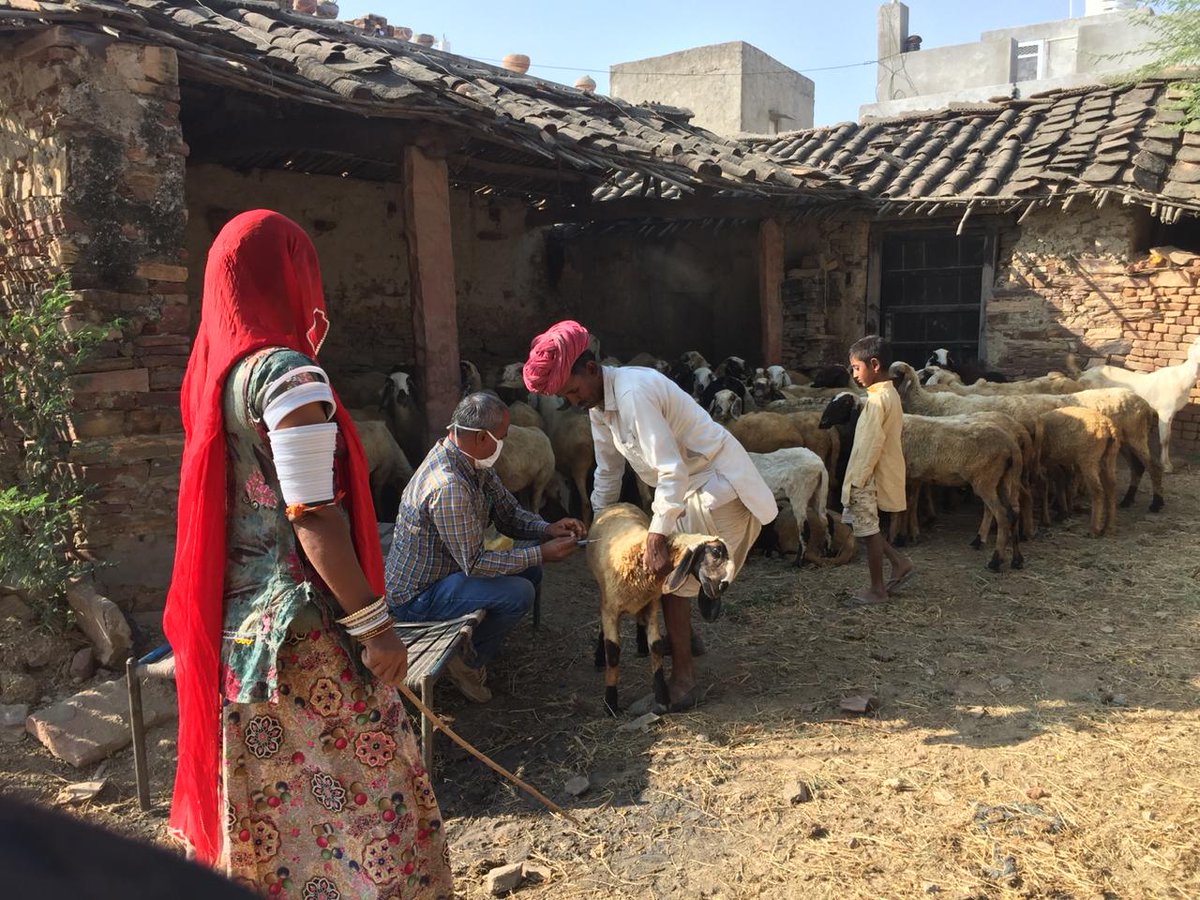 ASK_Newsfeed's tweet photo. Through ASK’s efforts around 86 cattle got vaccinated for free by the experts of the Department for Foot and Mouth disease. Read more: https://t.co/c1POCo0pkw
#FarmWorkers #Sojat #Rajasthan #cattleprotection #FMD #Agriculture https://t.co/xLgrt8DSgl