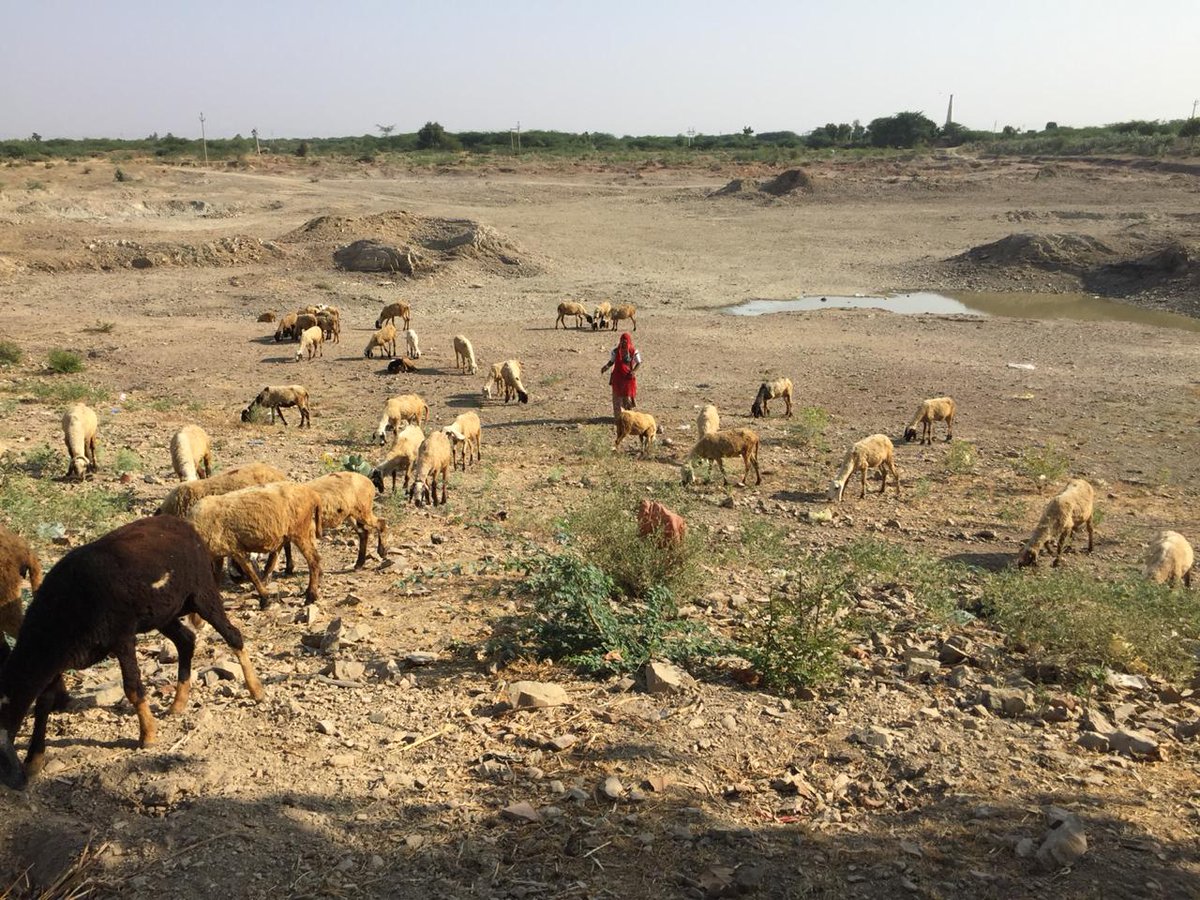 ASK_Newsfeed's tweet photo. Through ASK’s efforts around 86 cattle got vaccinated for free by the experts of the Department for Foot and Mouth disease. Read more: https://t.co/c1POCo0pkw
#FarmWorkers #Sojat #Rajasthan #cattleprotection #FMD #Agriculture https://t.co/xLgrt8DSgl