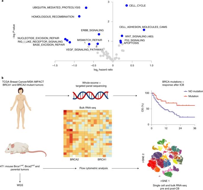 GenScript's tweet photo. #research reported BRCA1 and BRCA2 tumors have distinct effects on immunity in mice and people, which has important implications for elucidating the #genetic and #microenvironmental determinants of response to #immunotherapy. https://t.co/ax7VxkPmOr
#breastcancer #CancerResearch https://t.co/r1SZMERFsg