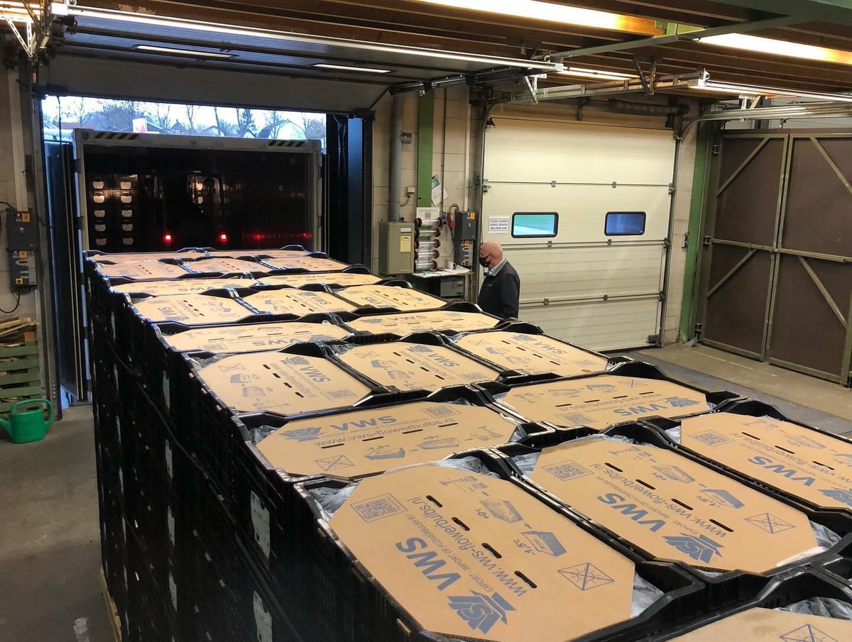 vws_flowerbulbs's tweet photo. The first lilium bulb crop of 2020 is processed and ready to be shipped. Today we loaded the first 40ft container with top quality lilium bulbs. A nice start of a new season!
#flowerbulbs #shipment #Ilovelilieschallenge #bulbflowers #freshcrop #lilies #lilium https://t.co/6KwOB4cIWM
