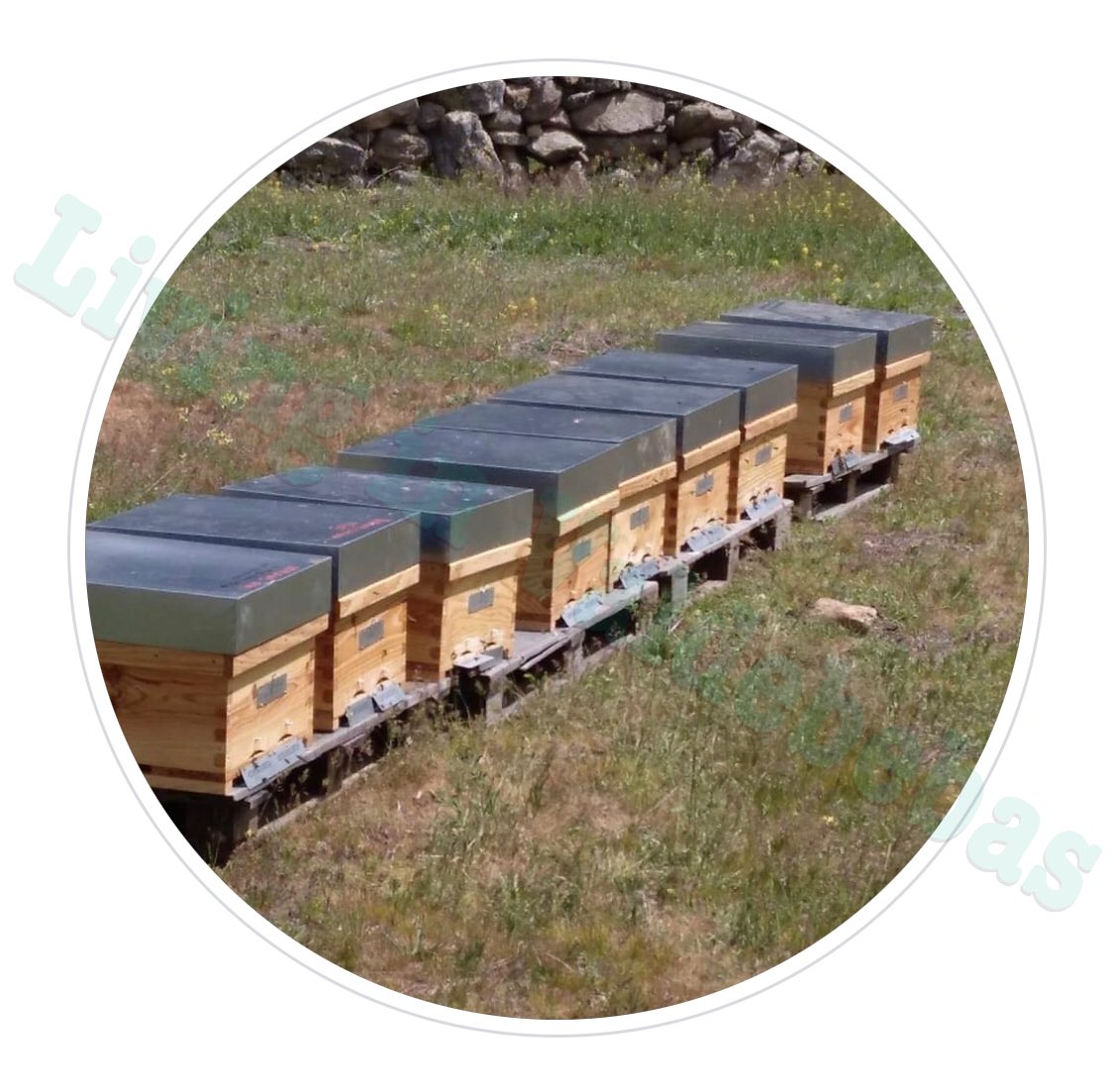 LivingValdbebas's tweet photo. ¿Eres golos@? ¿Te gusta la 🍯🍯? Estas de suerte, uno de nuestros vecinos vende miel 100% natural, nacional producida en las dehesas de la Sierra de Ávila.

Se trata de venta directa por apicultor Bote de medio kilo: 5 €. Bote de kilo: 9 €.

#promocionesvdbb https://t.co/qutYkl2gnU