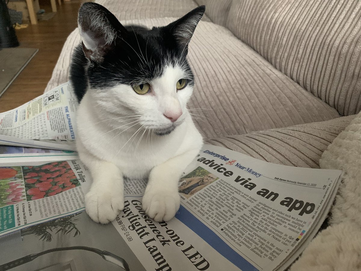 MISSING #cat 

George, a black and white cat with distinctive ‘goatee’.

Last seen on Wood Lane, #Headingley #Leeds. 

He is an inquisitive soul, please check sheds, garages etc in and around Headingley and Meanwood.

If found, please contact me. #lostcat