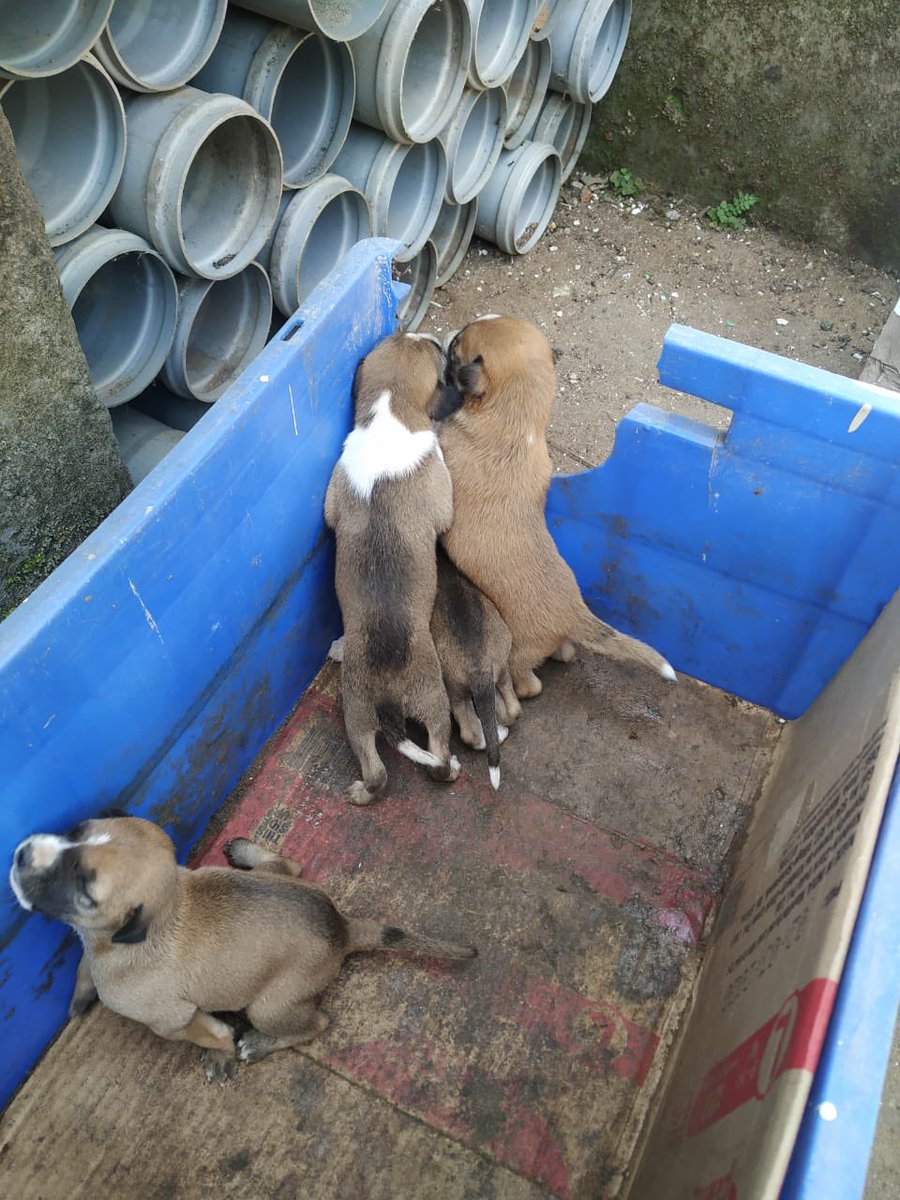 ansumandas202's tweet photo. Puppies for adoption please. These 5 street poppies in my neighbor hood (Niladri Vihar, Bhubaneswar) are around 15 days old &amp; lost their mom in a road mishap. If interested to adopt please DM. Look forward to your benevolence.🙏 #dogsarefamily #doglovers https://t.co/4n4p8bQbKL