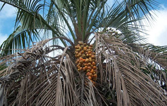 YATAY. Palmera del litoral argentino con frutos muy dulces del tamaño de una oliva q se usa para hacer aguardiente, y su paja para sombreros
<a href="/PasapalabraA3/">Pasapalabra</a> 
elheraldo.com.ar/noticias/17537…