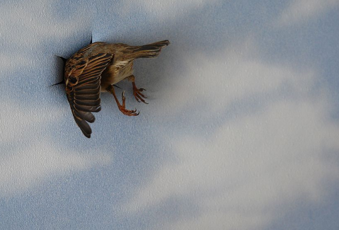 Non è vero che ci si abitua, si è sempre più stanchi, semplicemente.
#Bukowski
🖼️Marc Sommer