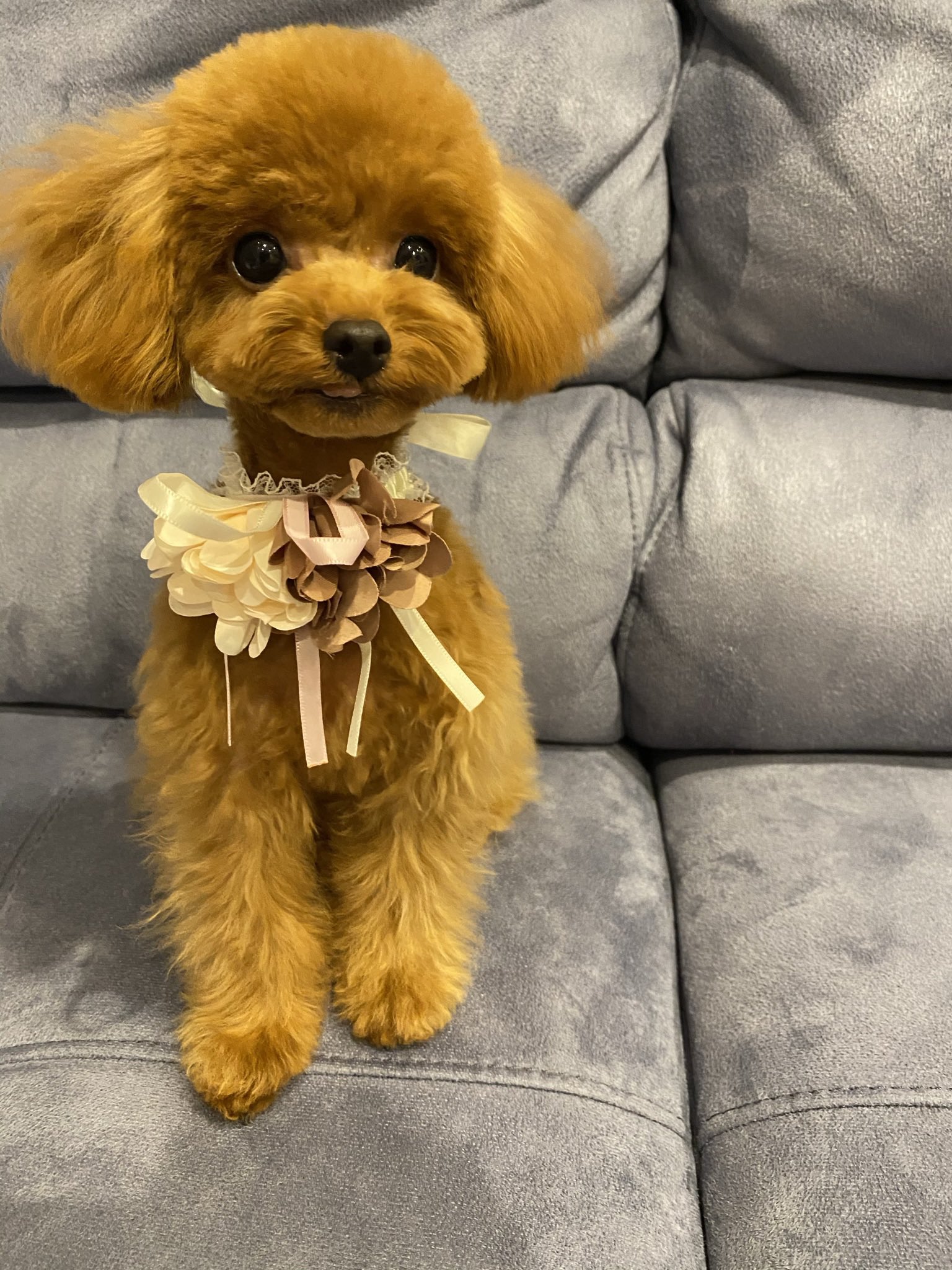 吉田沙保里 トリミングしてきましたぁー リリー 女の子 トイプードル 6ヶ月 T Co Ydepvpuh5t Twitter