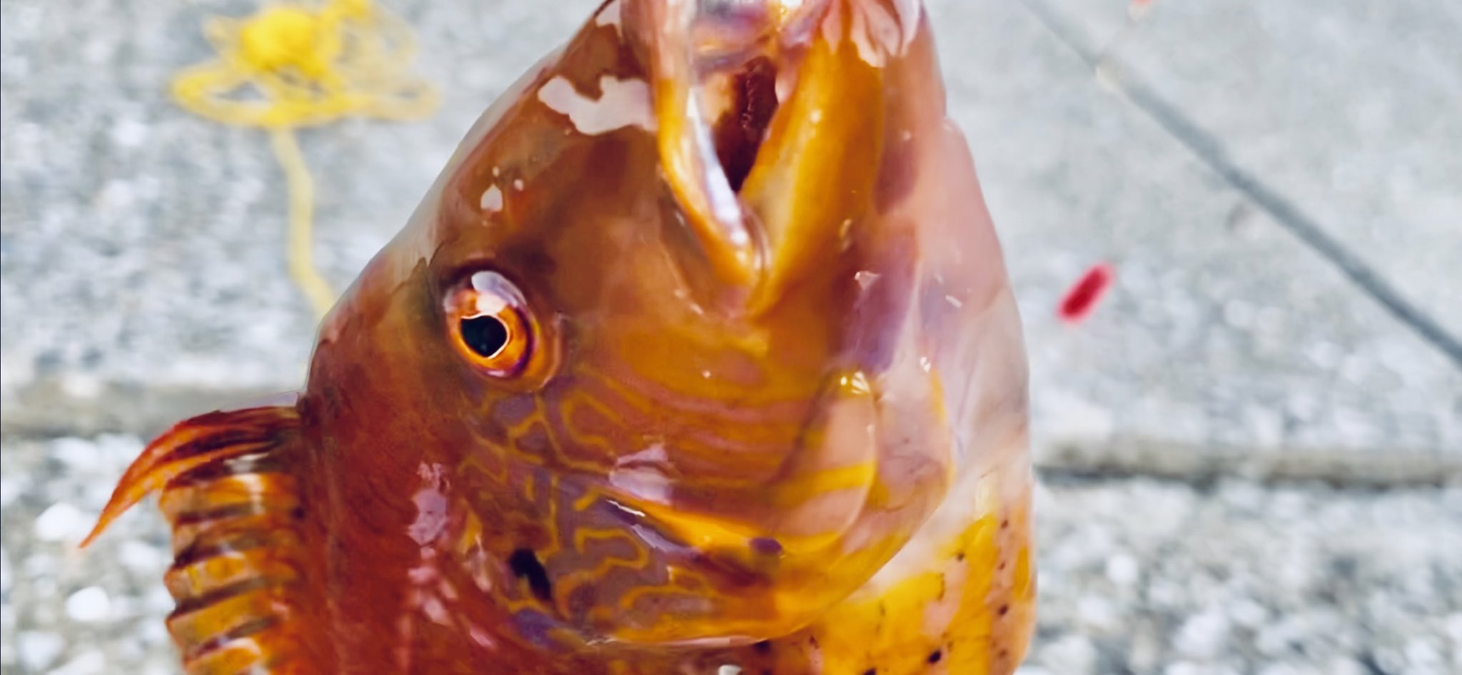 おろちんゆー さあ みんな大好き釣り動画よ 釣れた謎の魚を刺身で食べる T Co Xbtnvmuoue Youtubeより T Co D3ucslyyhv Twitter