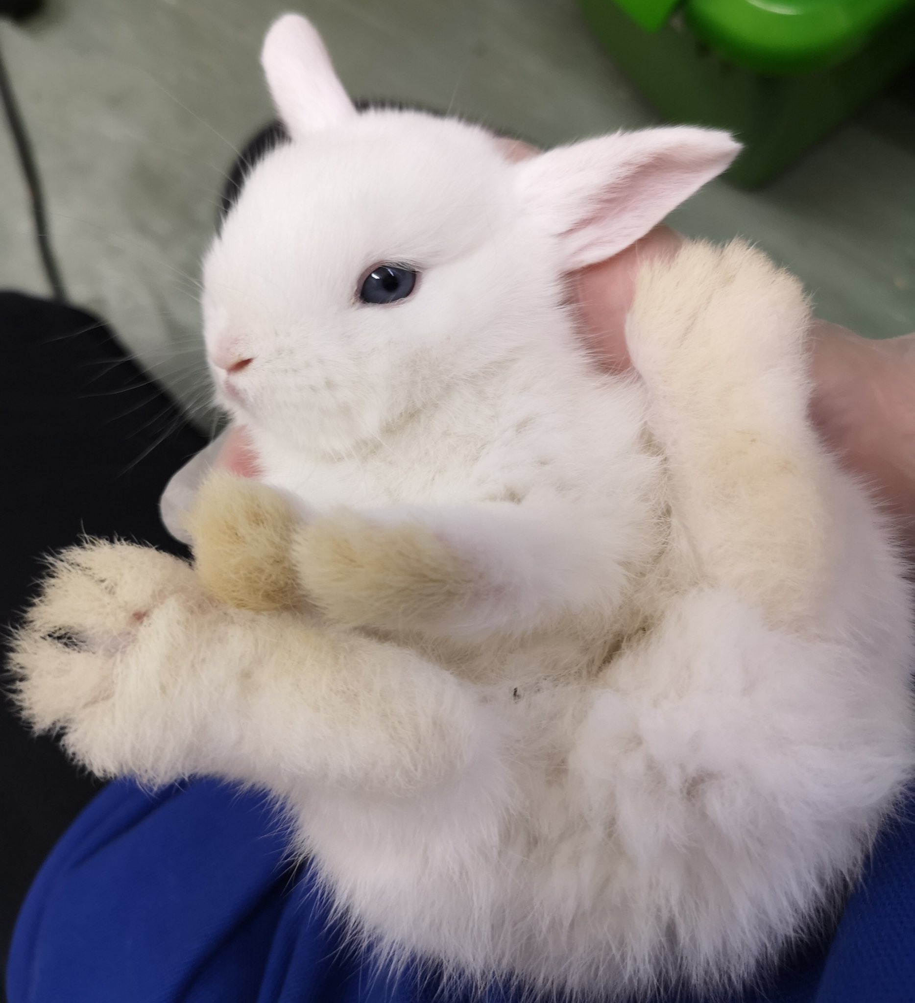 イシハラペットワールド 新着のミニウサギちゃん いつも仲良くくっついてて可愛すぎます ウサギ ミニウサギ かわいい 癒し もふもふ ふわふわ 小動物 イシハラペットワールド ペットショップ うさぎのいる生活 T Co Jwec5pj8ec