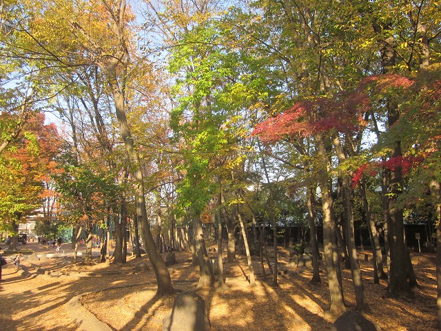 杉並区みどり公園課 大宮前公園はケヤキが列植されているほか イヌシデやコナラ モミジなどの雑木林もあります これらの雑木が赤や黄色に色づき 落葉のピークを迎えています 公園紹介 大宮前公園 落ち葉 杉並区みどり公園課 大宮前公園はケヤキが列植されているほか イヌシデやコナラ モミジなどの雑木林もあります これらの雑木が赤や黄色に色づき 落葉のピークを迎えています 公園紹介 大宮前公園 落ち葉