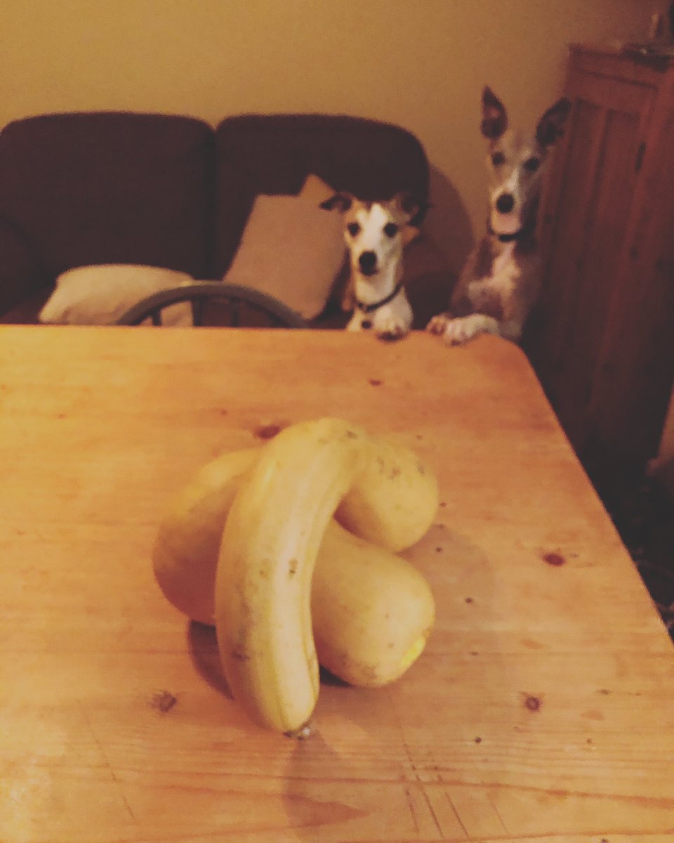 Twoplusdogs1's tweet photo. #hugesquash in our #vegbox from @camorganic ๐ #organicveg #squash #butternut #cambridgefood #eatlocal #organic #beautifulveg #veggies #whippets #nosydogs #whippetlife #hounds #pointydogs #dogsarefamily #funnydogs #dogblog #twoplusdogs #cambridge https://t.co/e1hPyJFpqB